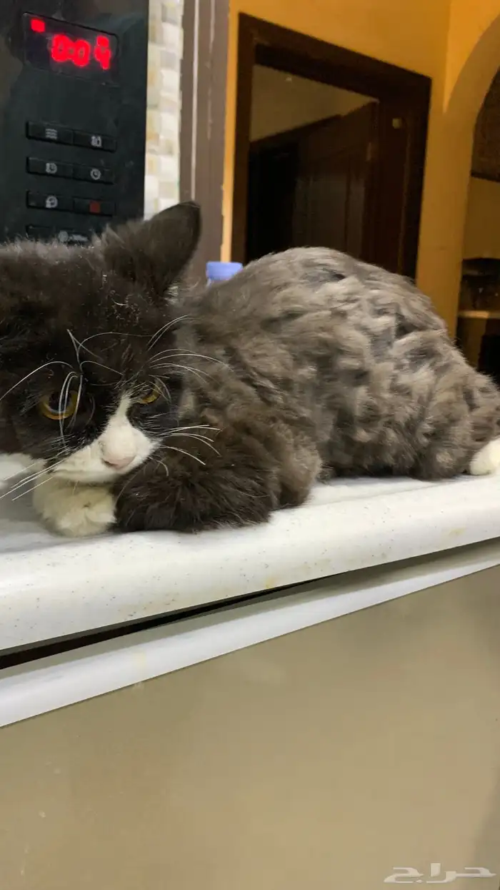 للتبني بسه كتن صغيره نظيفه جدا  عمرها بين ال 3-5 شهور 2