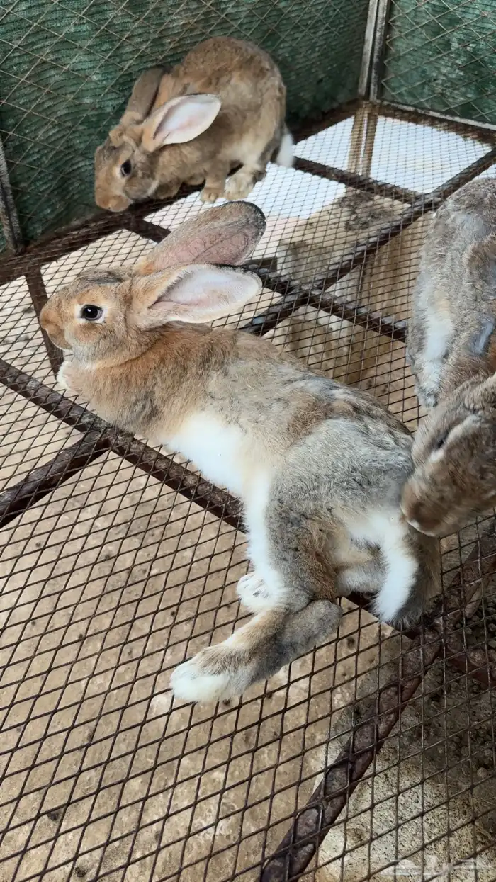 ارانب ذبح حسب الطلب 3