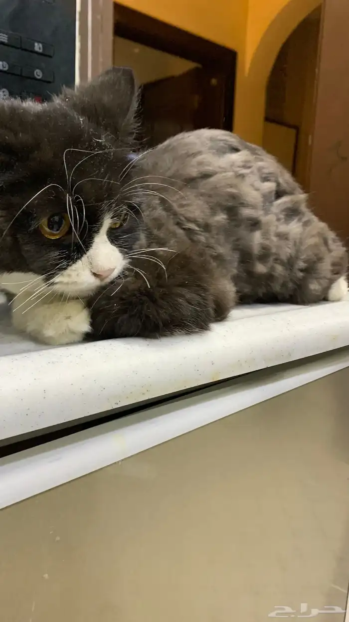 للتبني بسه كتن صغيره نظيفه جدا  عمرها بين ال 3-5 شهور 1