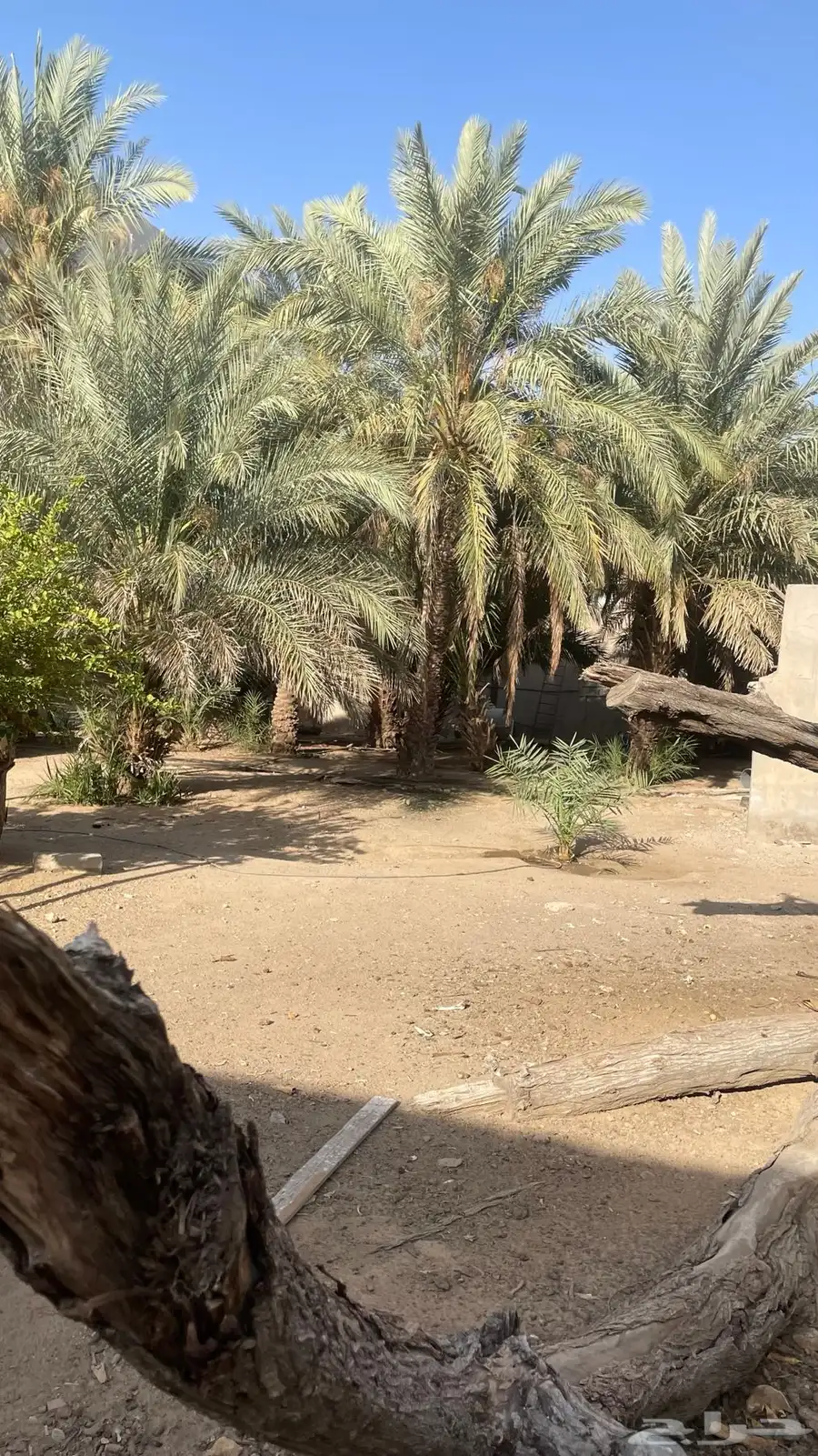ارض بالجموم مساحة 539 واستراحة بملكان 1