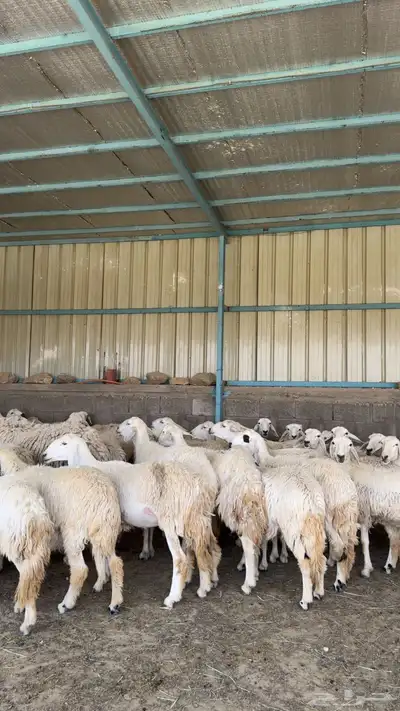 غنم 1
