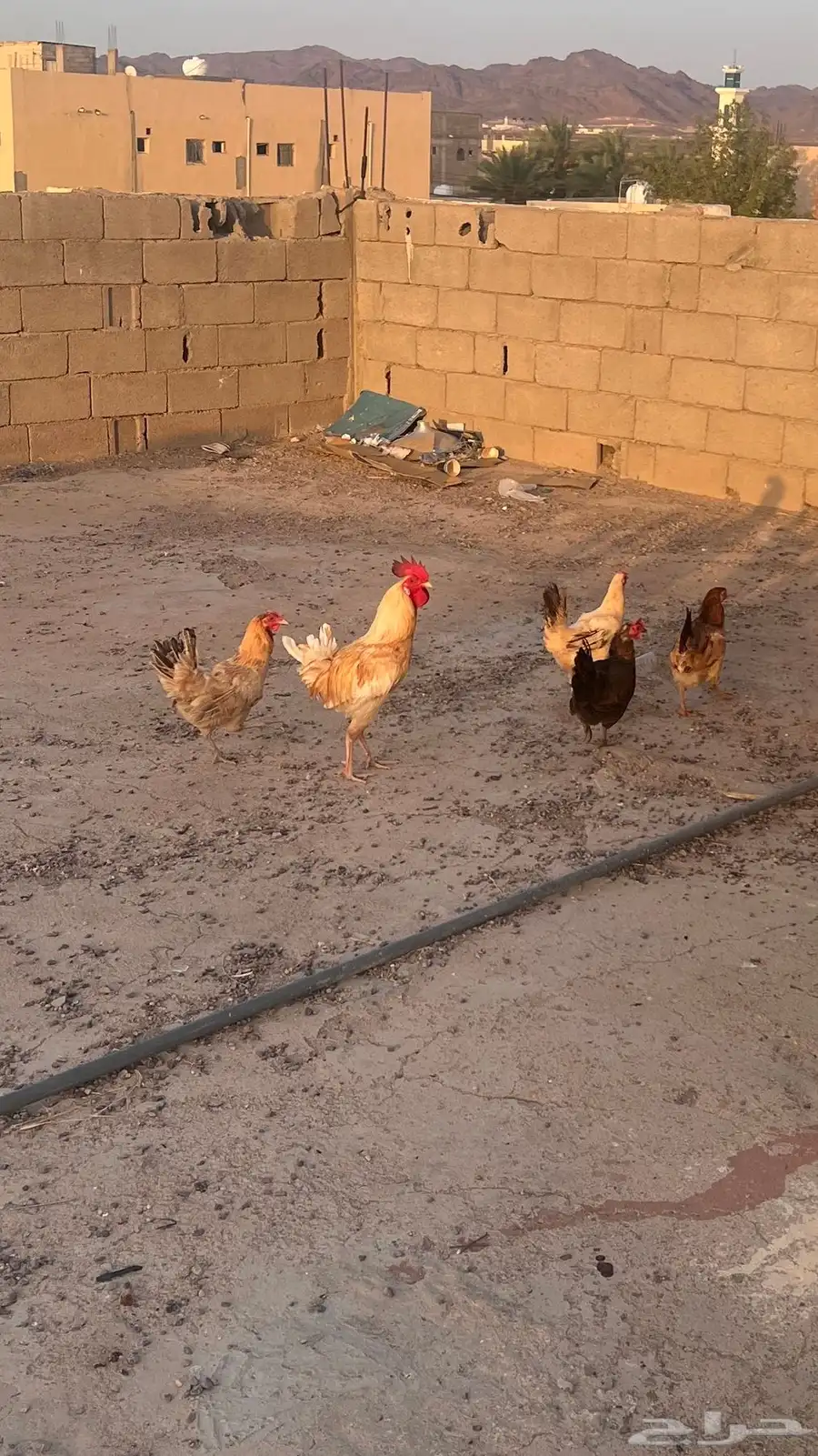 دجاج لابيع العداد 4و5الديك 2