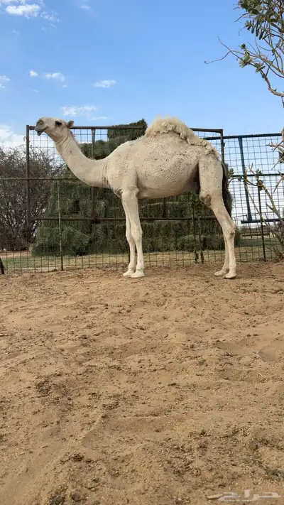 قعود باتلي 1