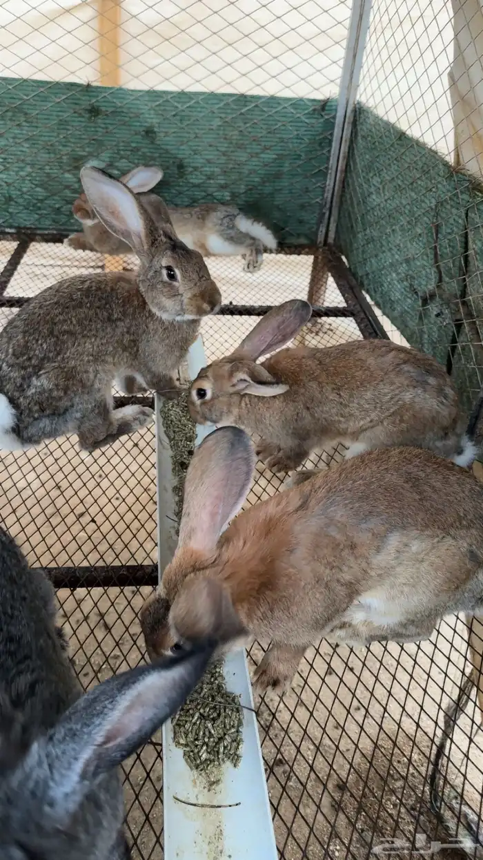 ارانب ذبح حسب الطلب 4