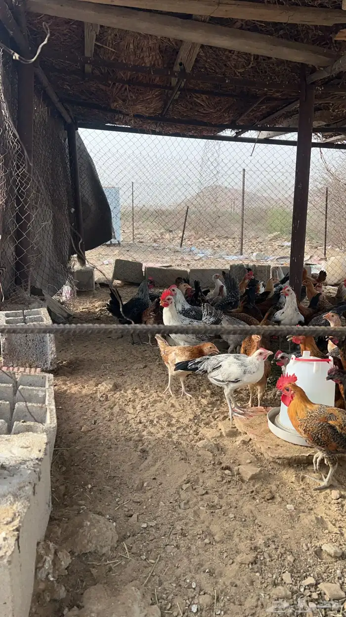 دجاج بلدي 2