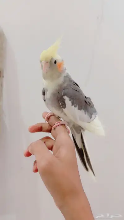 زوج كروان منتج ذكر أليف متكلم تم البيع الله يبارك لصاحبه 2