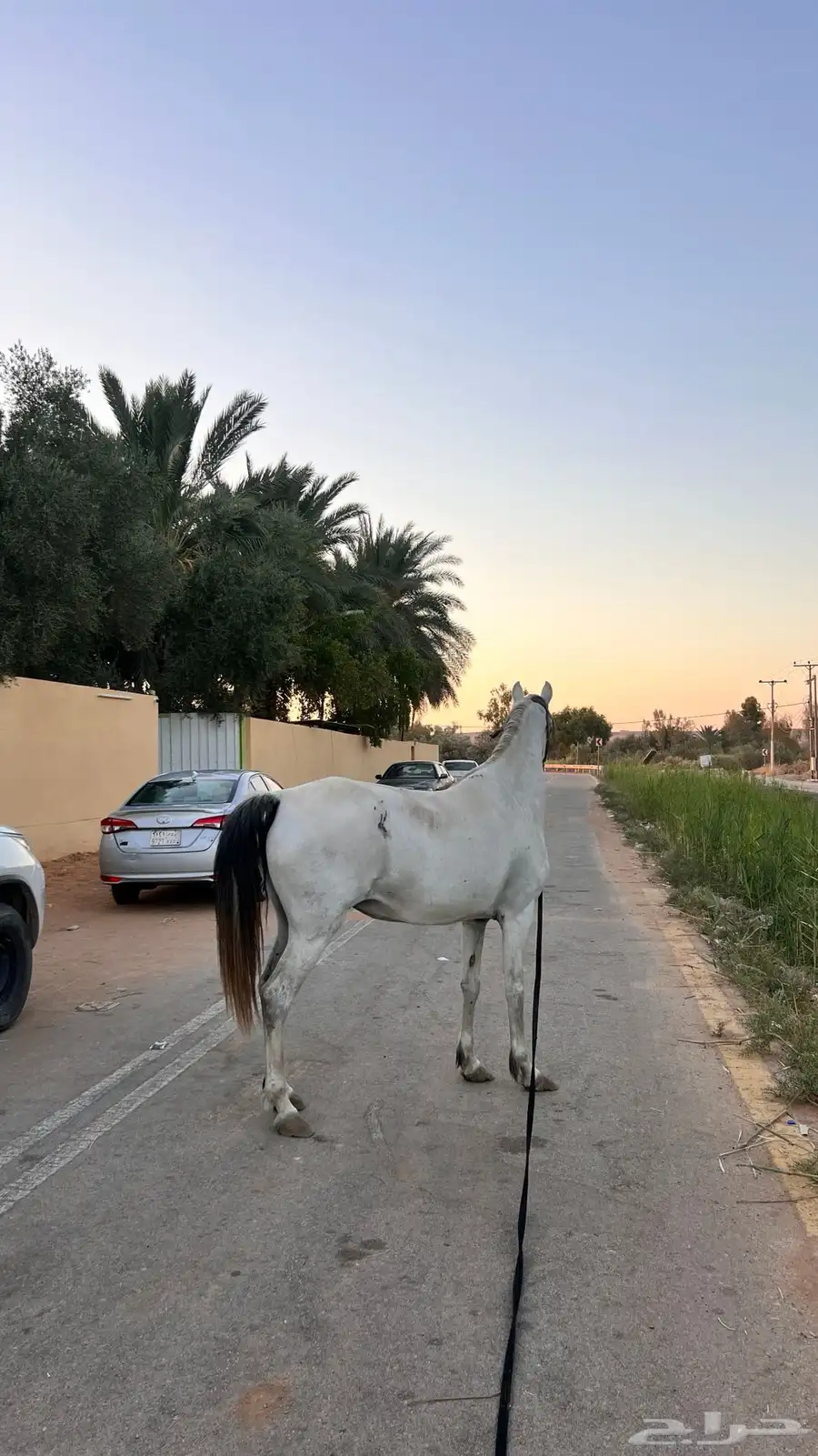 فرس شعبية على وجه فلاية 3