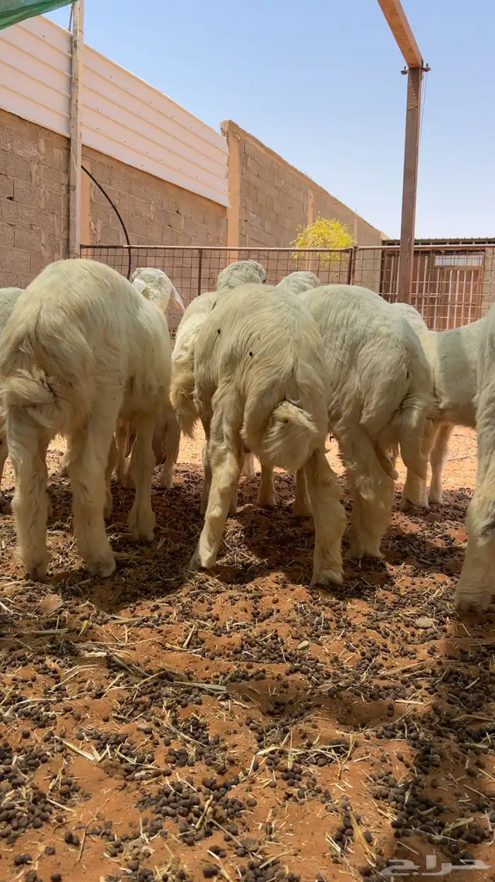 طليان ذبايح 3