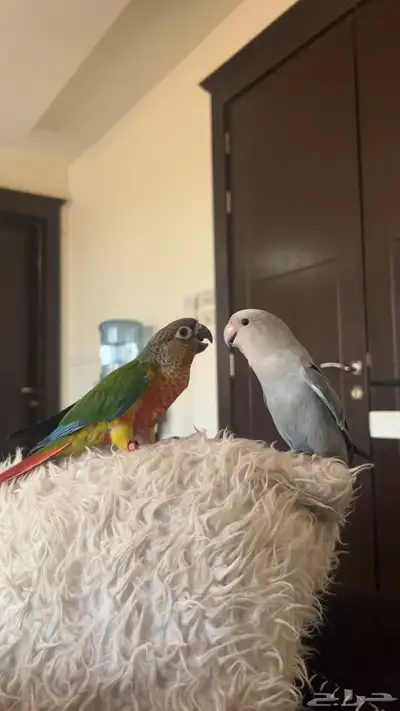 روز و كنيور كلها متكلمه واليفه وهدد نشبه 0