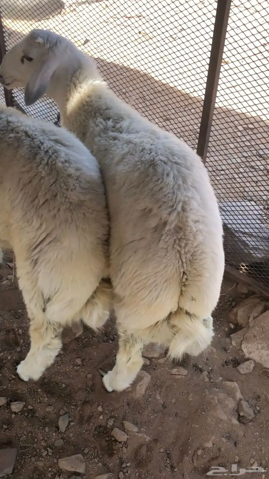 طليان للبيع 1