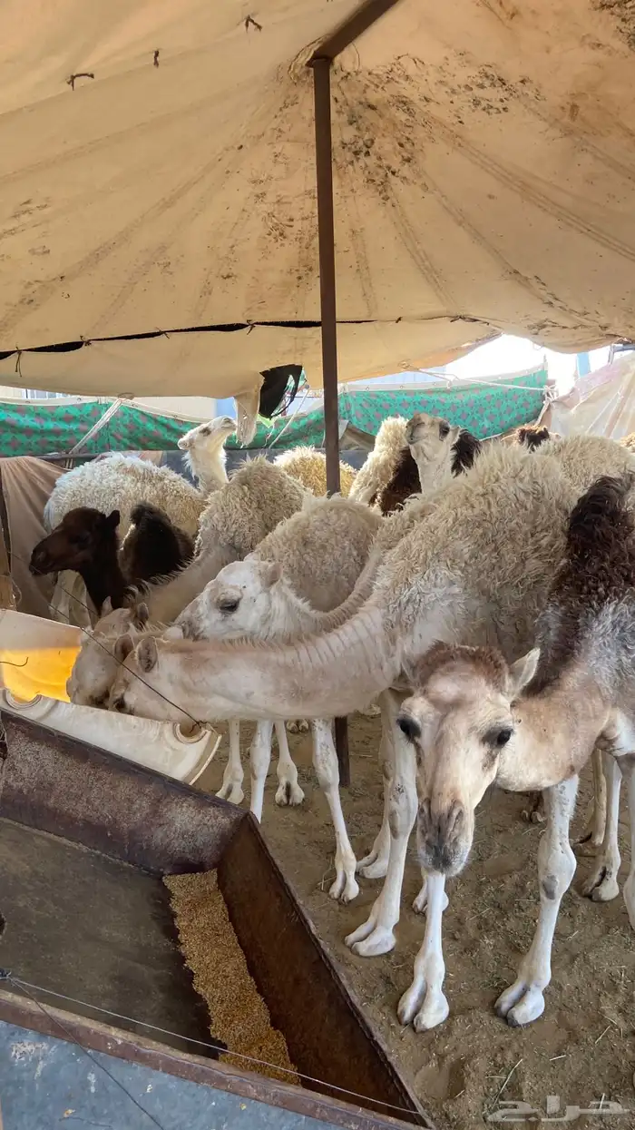 قعدان تربية جمله 5