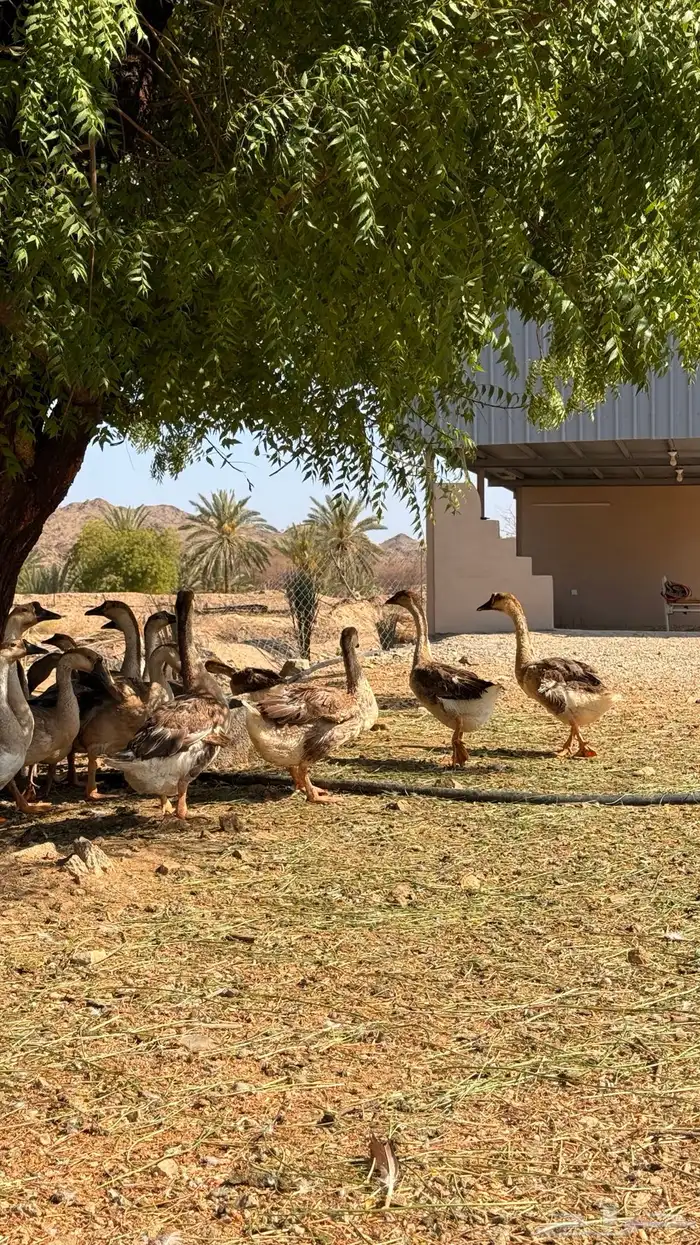 وز عراقي اصيل 3