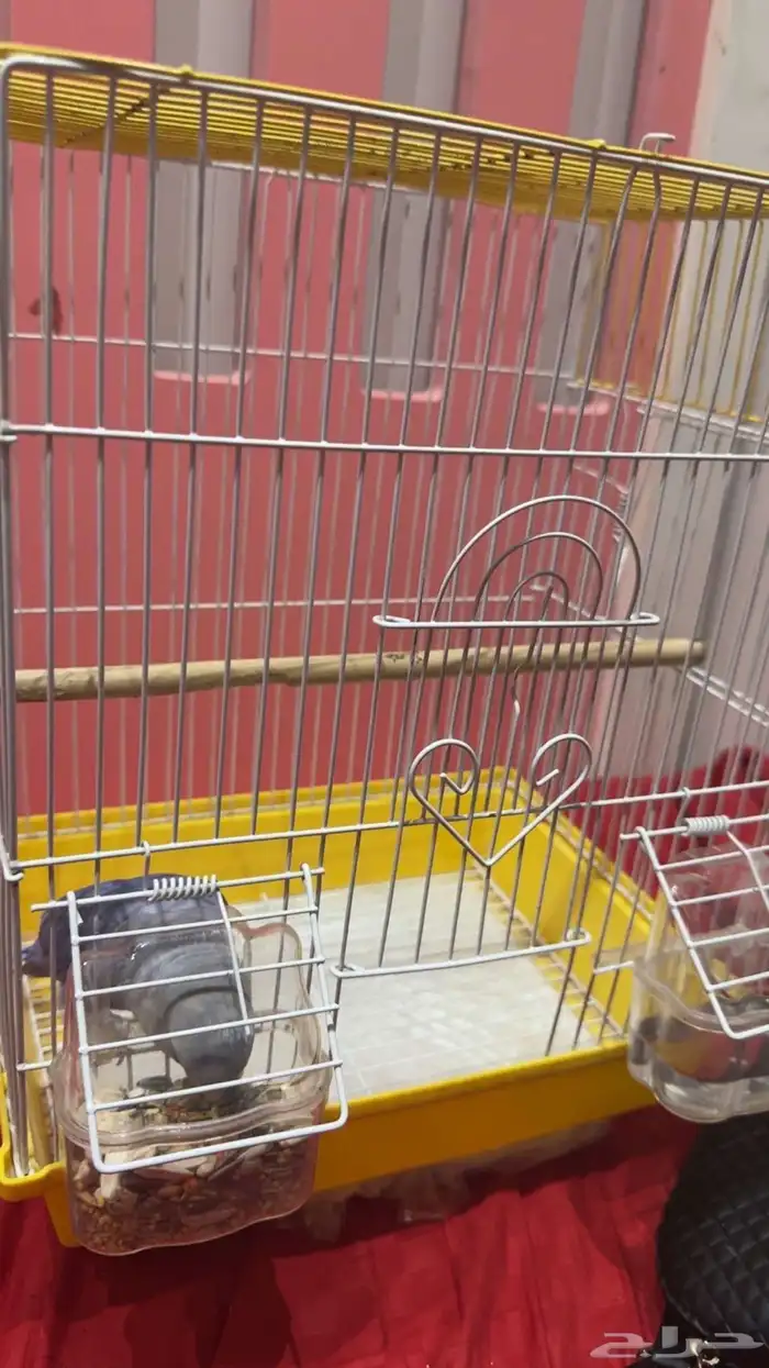 روز ذكر ازرق مع القفص 0