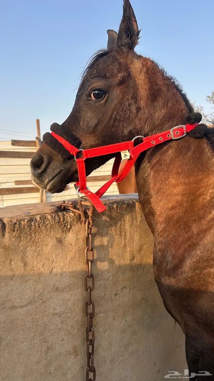 مهر عربي للبيع المسعجل 2