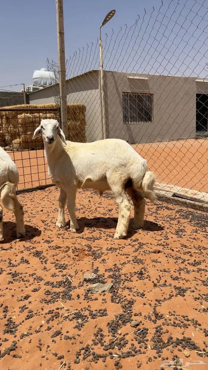 طليان ذبايح 0