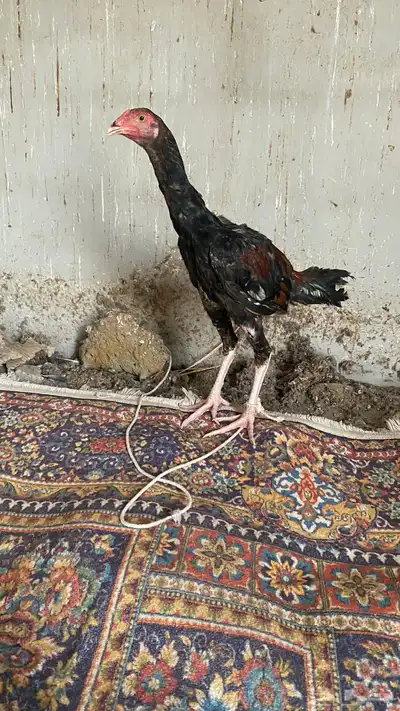 ديك سندي بيور 0