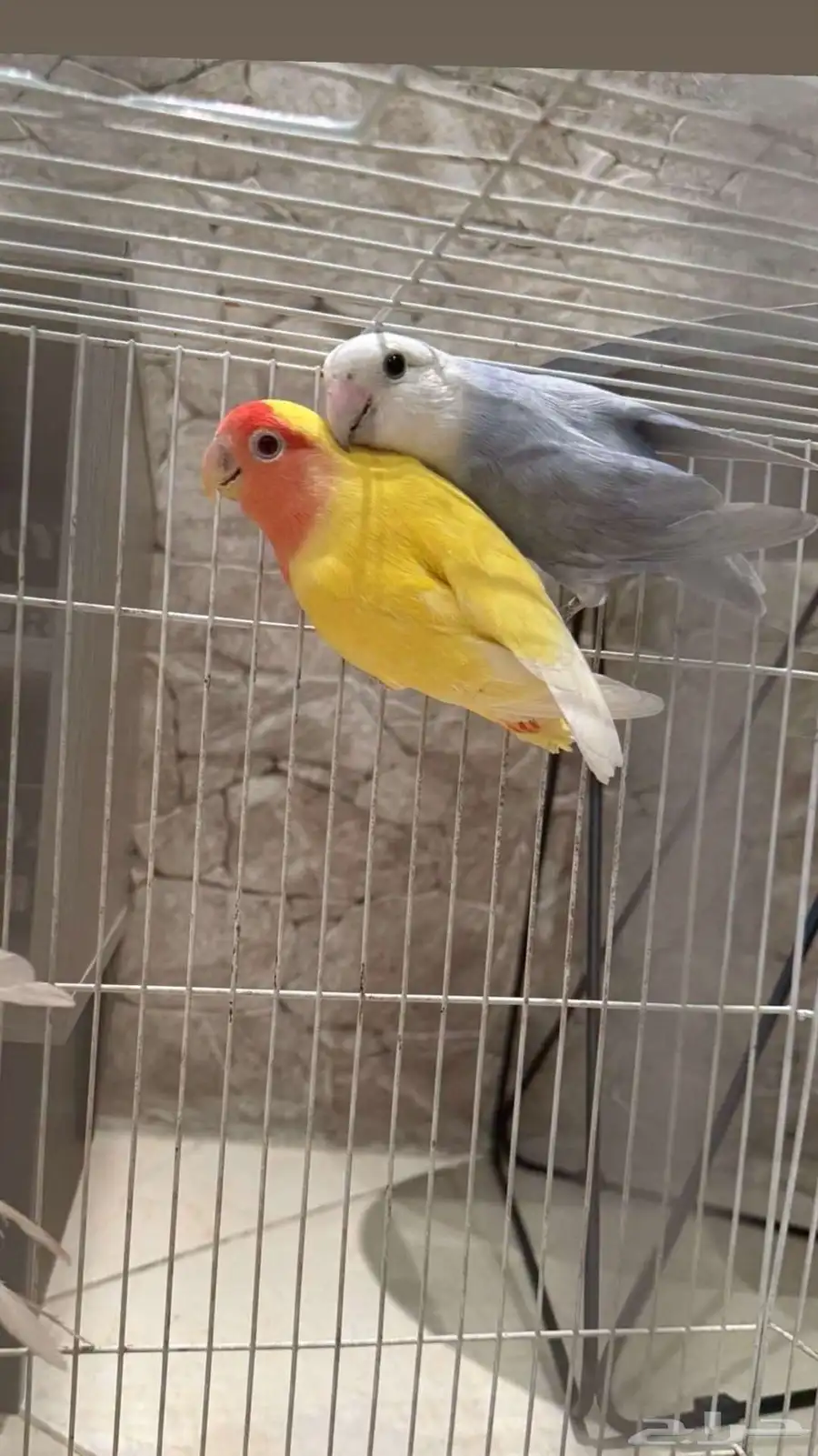 جوز روز منتج ذكر كروان لاتينو 0