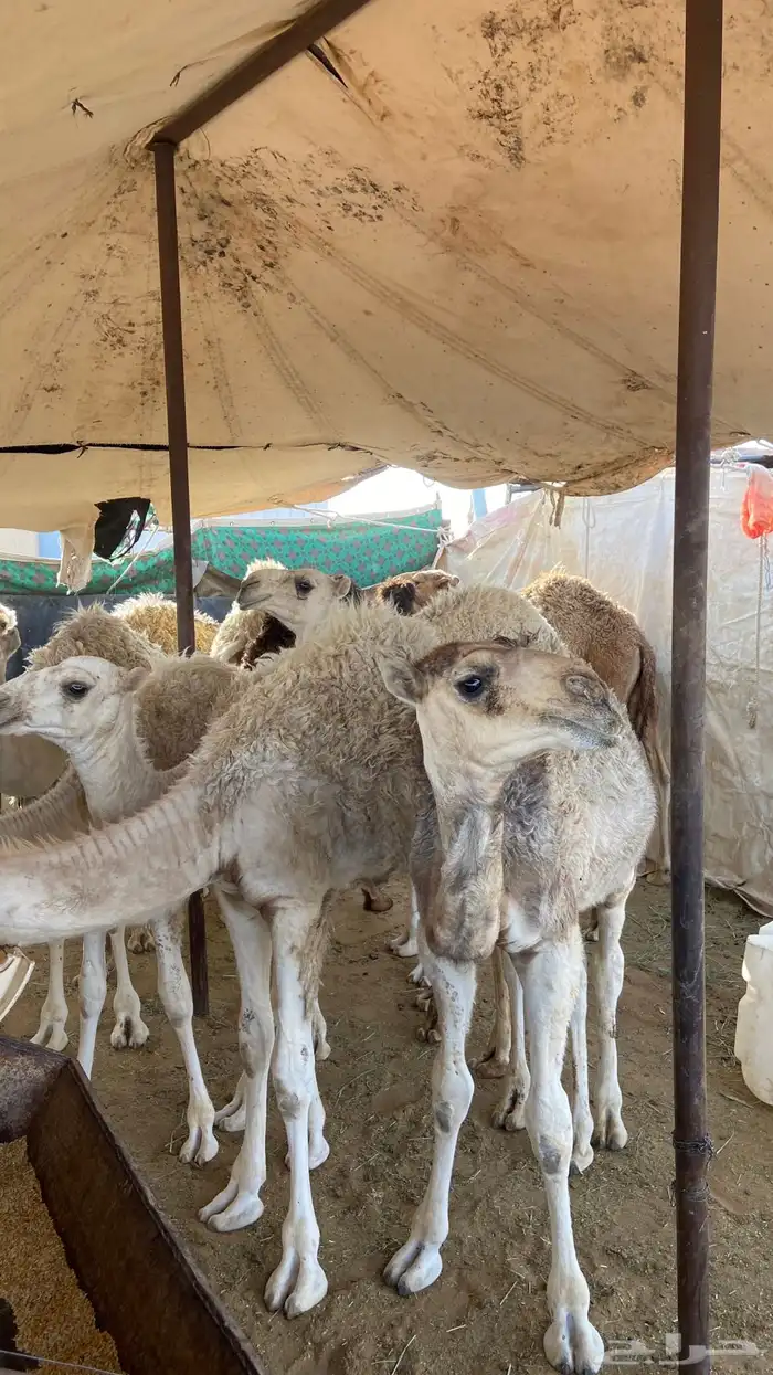قعدان تربية جمله 2
