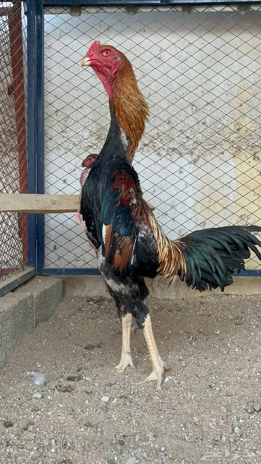 ديك شامو اوساكا نخبه 0