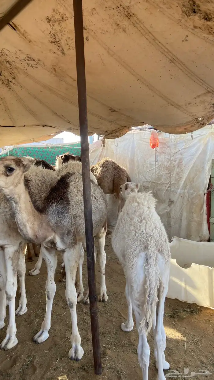 قعدان تربية جمله 1