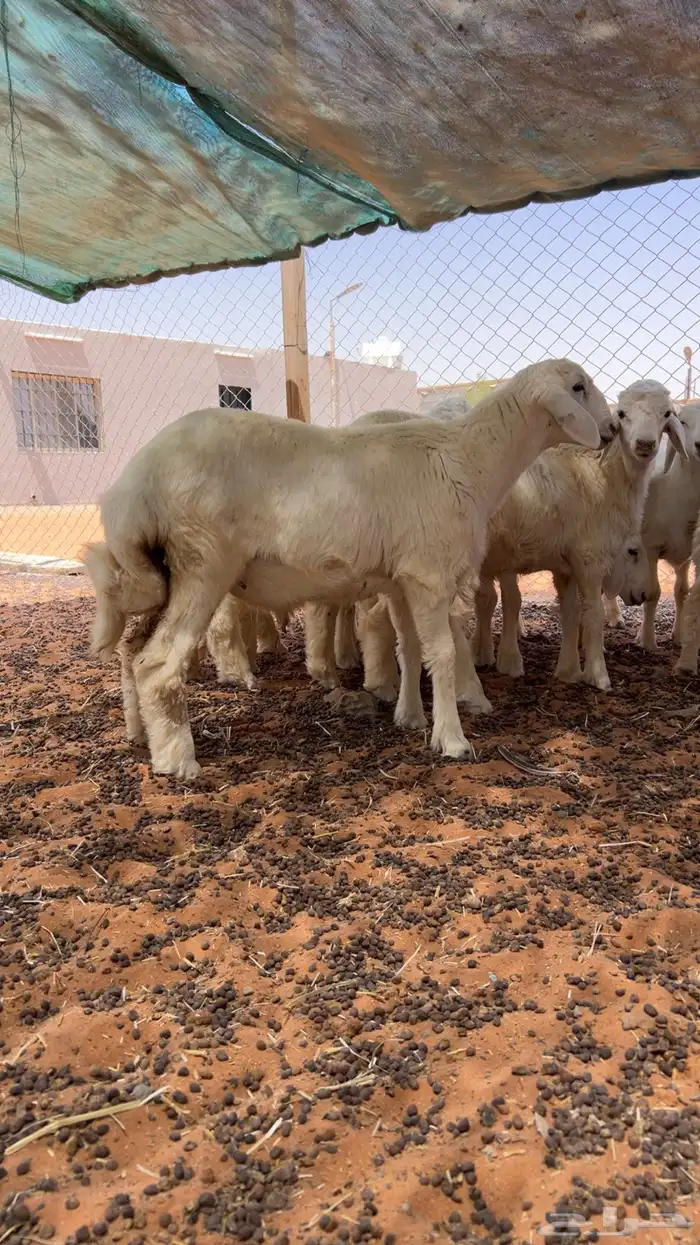 طليان ذبايح 2