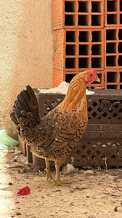 دجاجه هجين بلدي وتركي 0