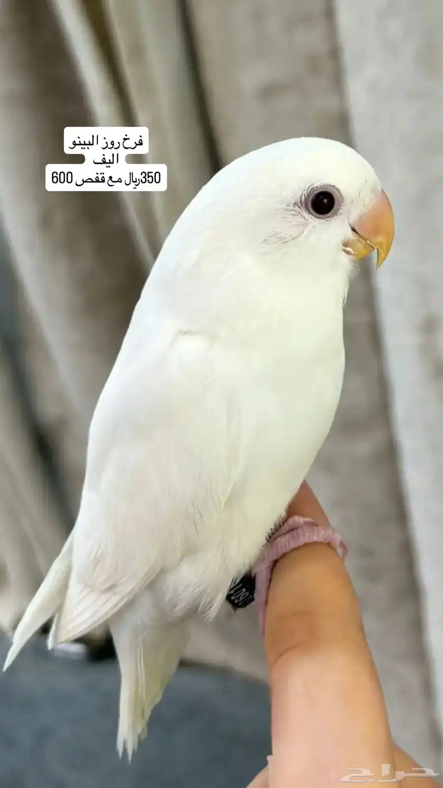 طيور روز وكروان وبادجي وزيبرا 5