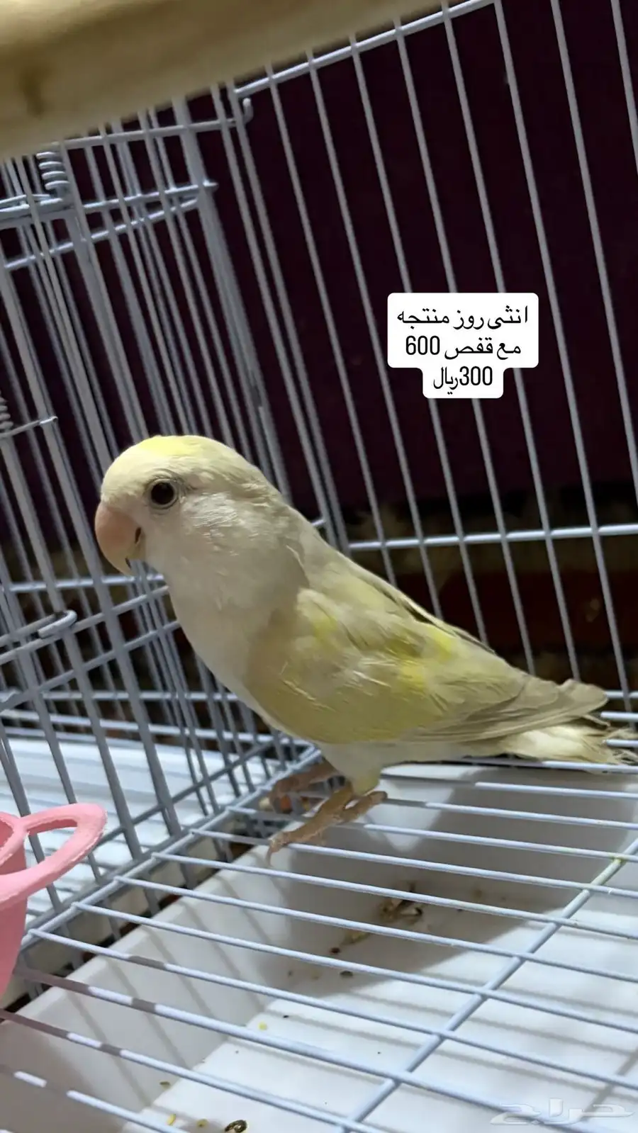 طيور روز وكروان وبادجي وزيبرا 1