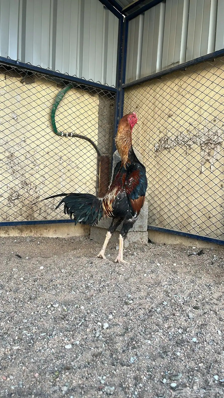 ديك شامو اوساكا نخبه 2