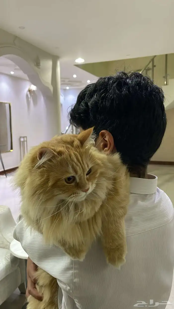قط لتبني 1
