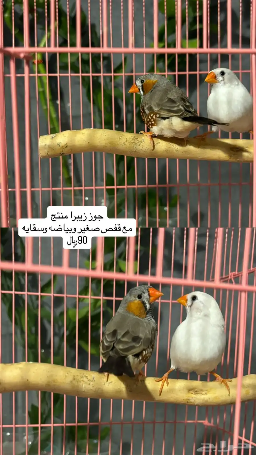 طيور روز وكروان وبادجي وزيبرا 4