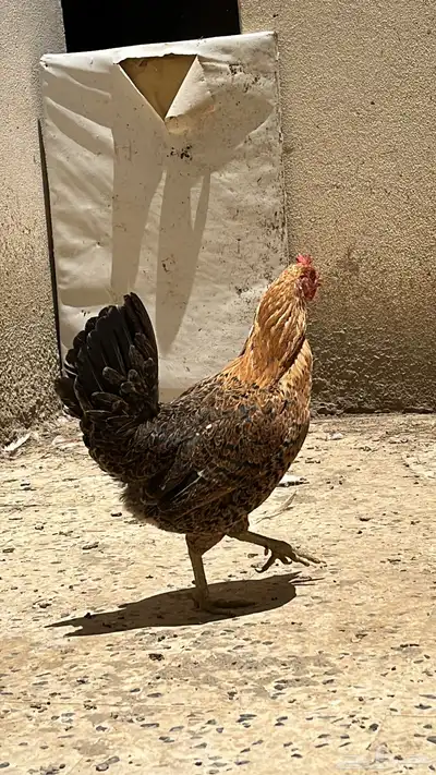 دجاجه هجين بلدي وتركي 3