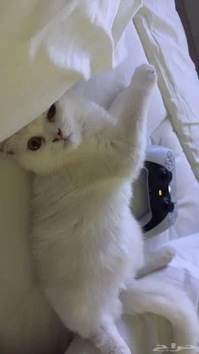 قطه صغيره 0