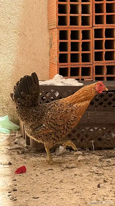 دجاجه هجين بلدي وتركي 1