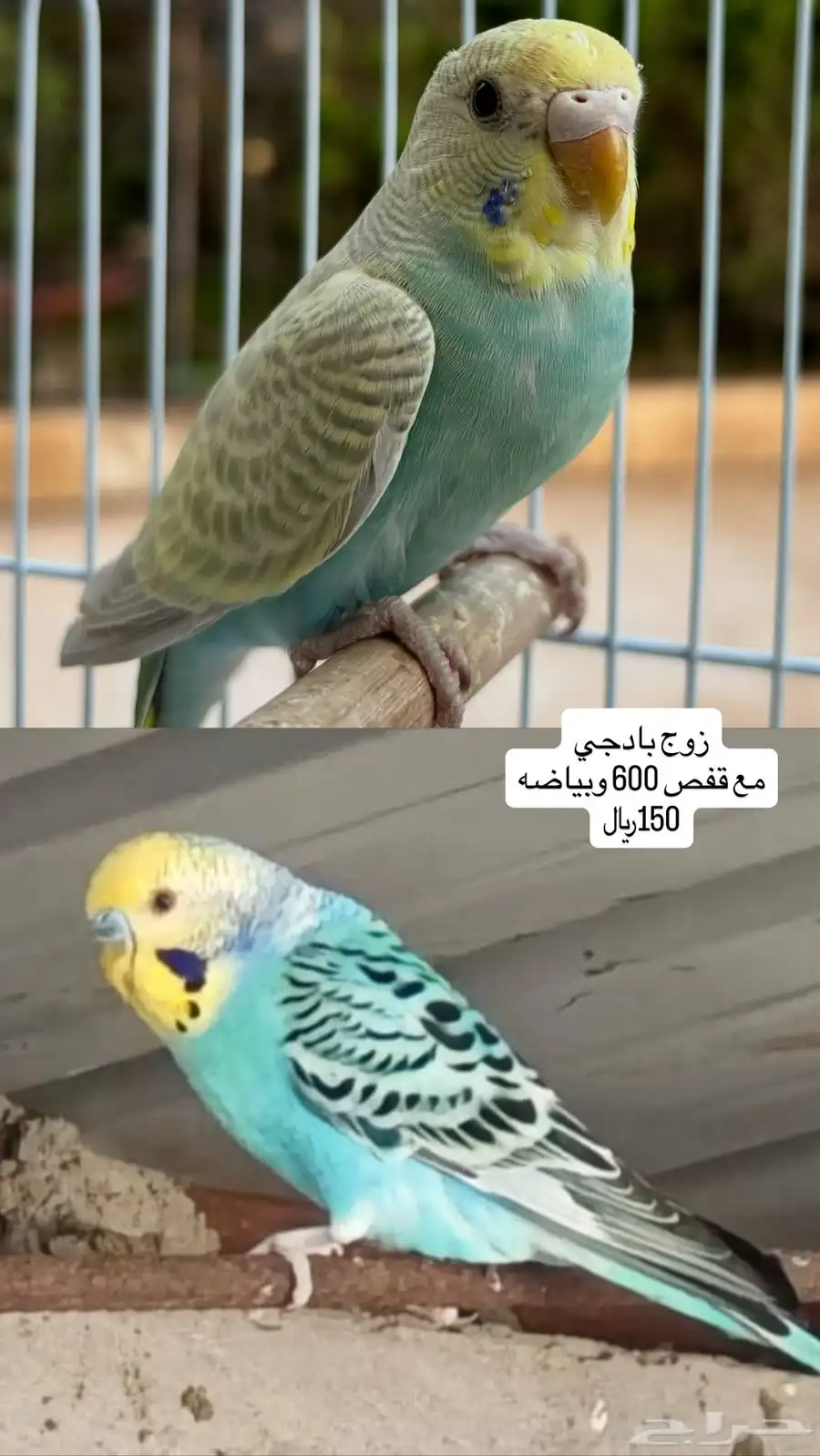 طيور روز وكروان وبادجي وزيبرا 2