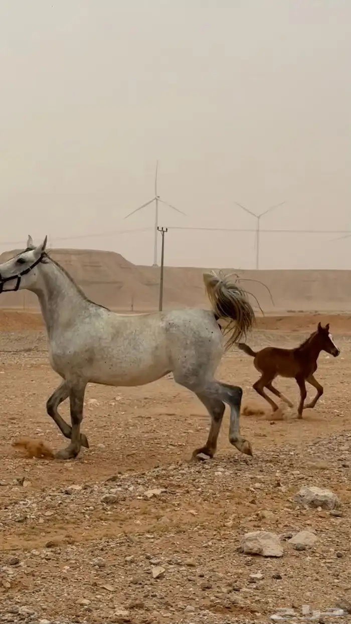 فرس للبيع مع ولدها 0