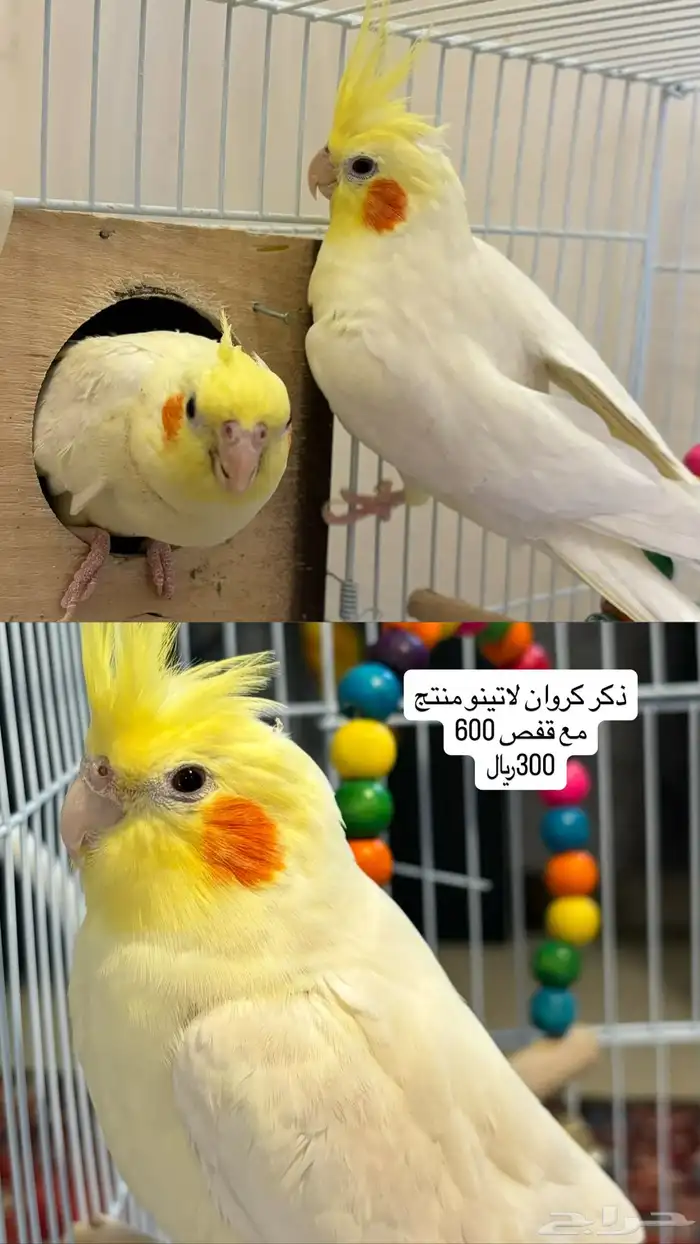 طيور روز وكروان وبادجي 2