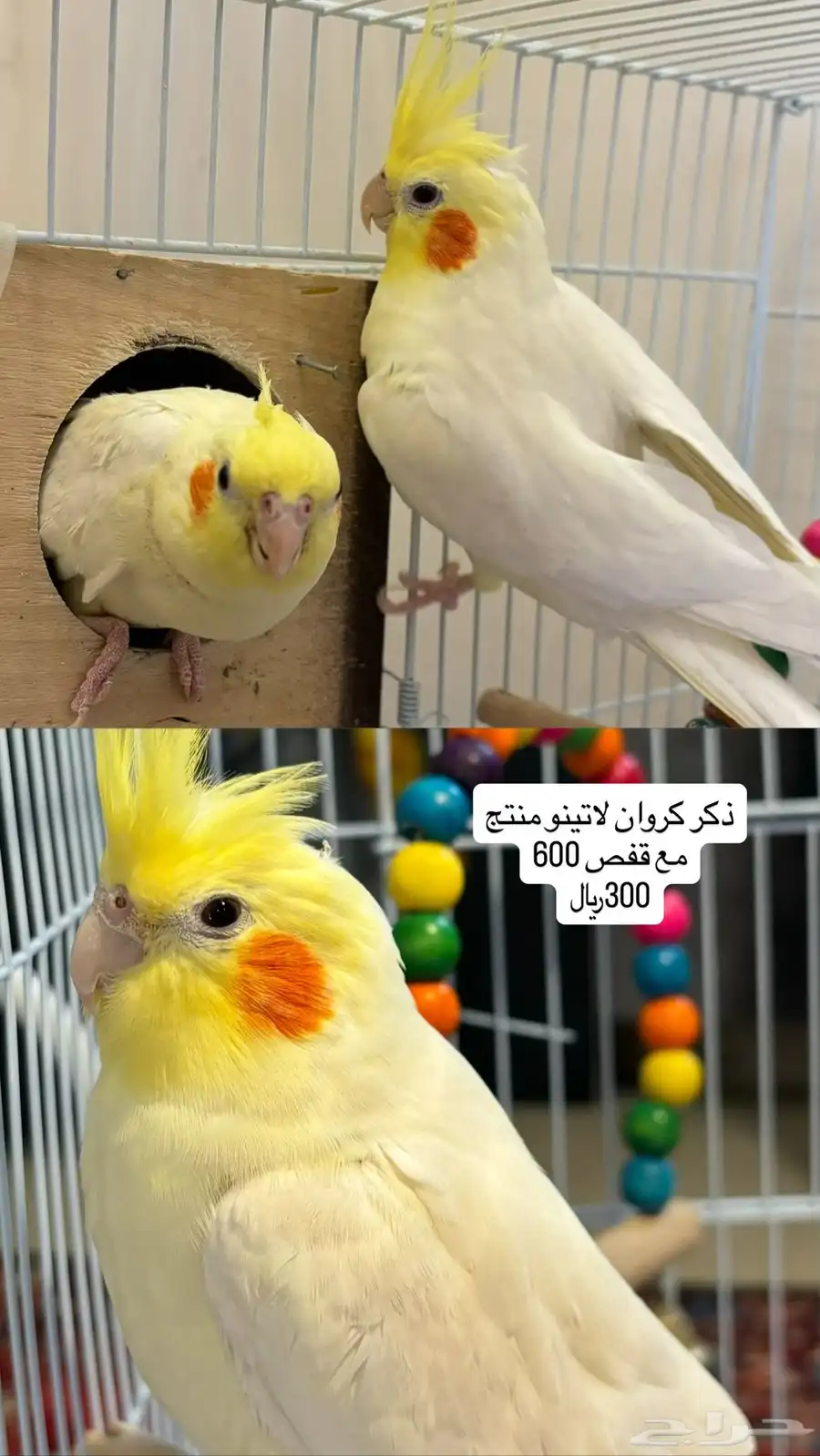 طيور روز وكروان وبادجي وزيبرا 3