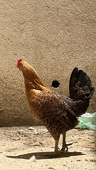 دجاجه هجين بلدي وتركي 2