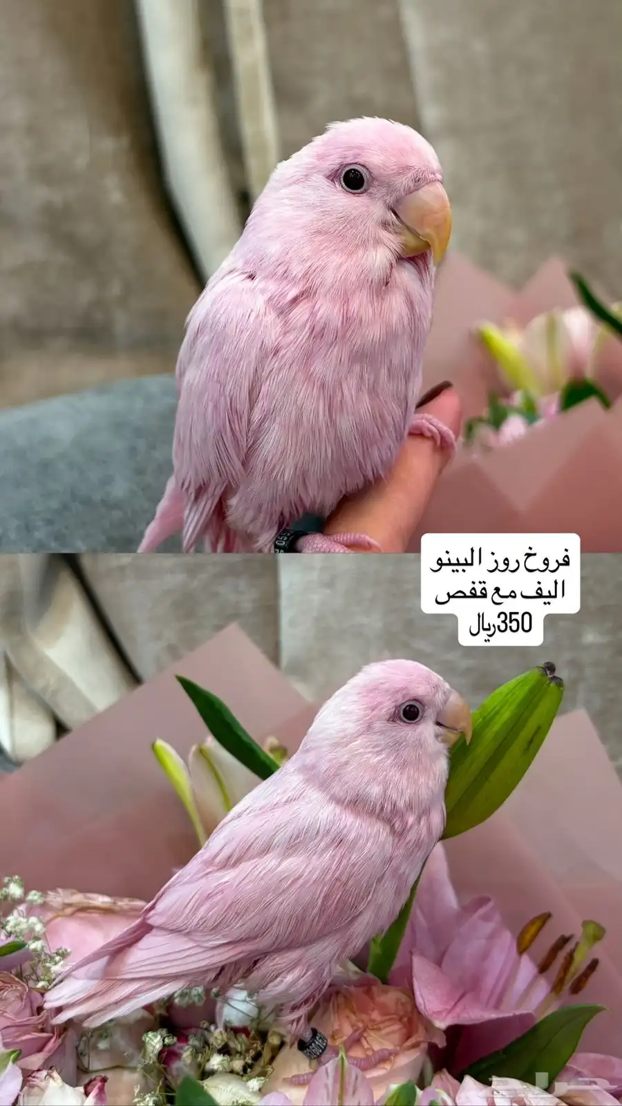 طيور روز وكروان وبادجي وزيبرا 0