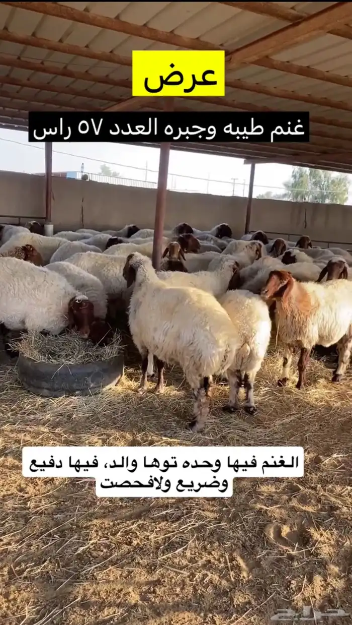 غنم نعيم فاخره 3