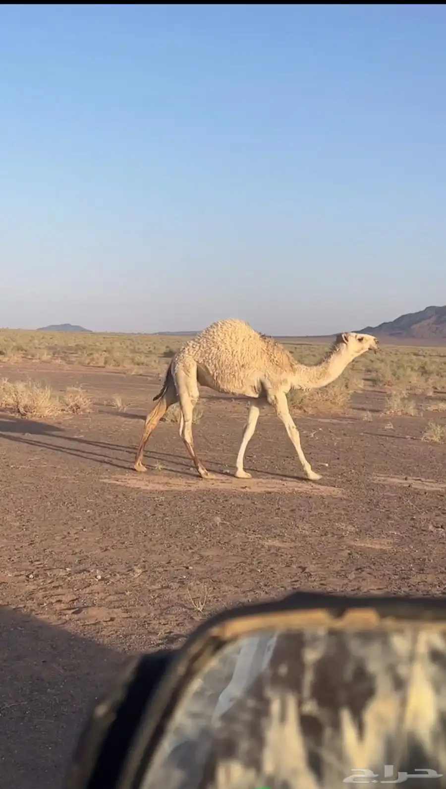 قعود 0
