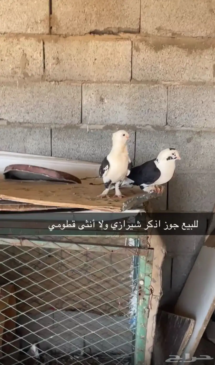 حمام شيرازي 0