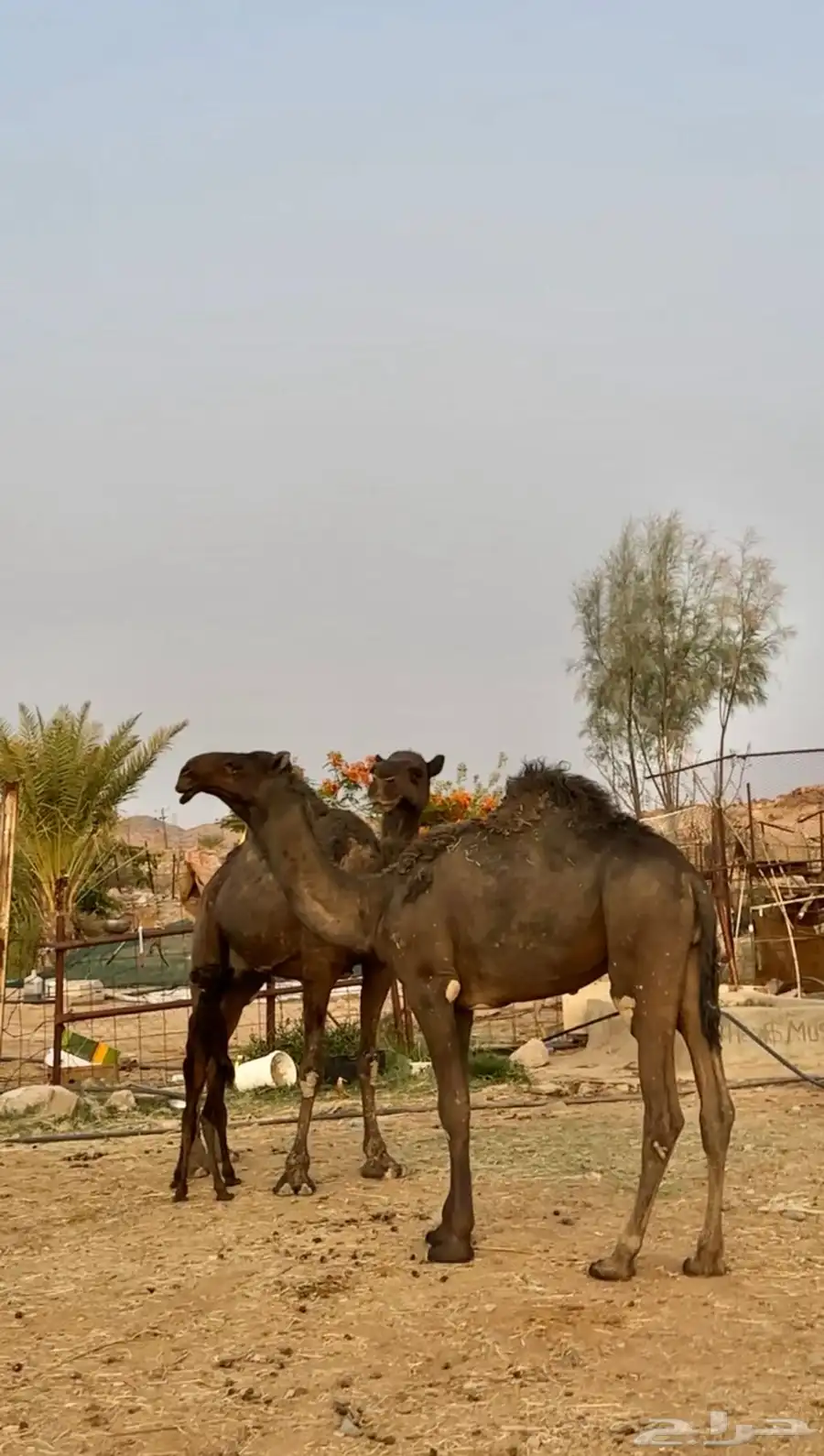 قعود فردي ساسه كفو 2