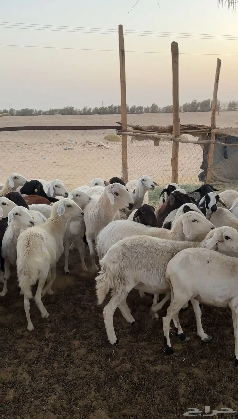 غنم العدد حوالي 34 بفحلها يتبعها حوالي 10 والباقي اكثر دفيع 1