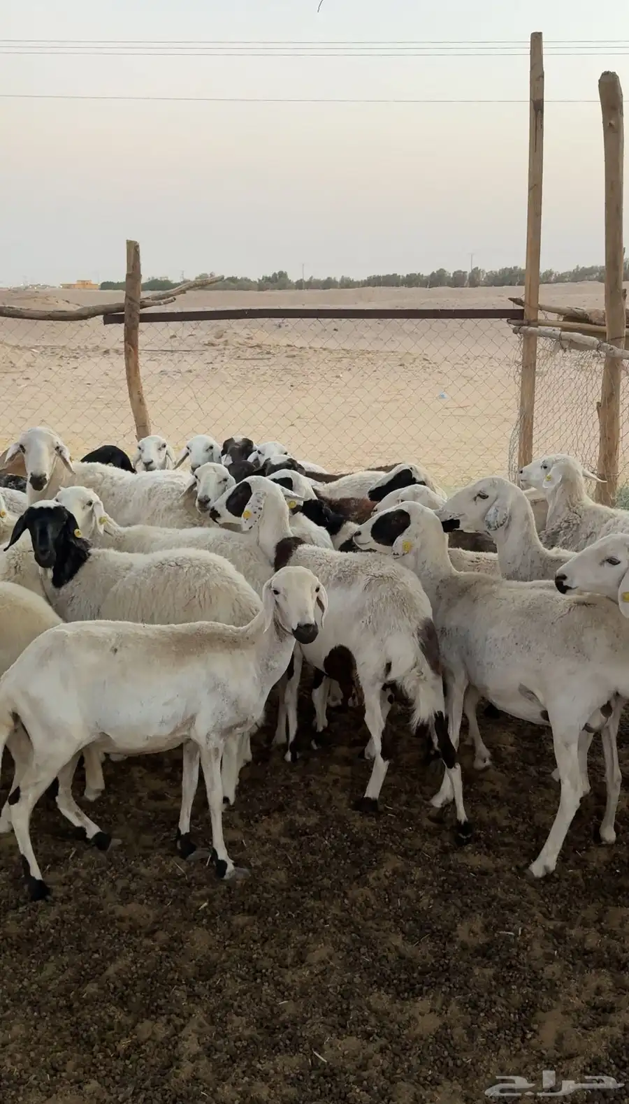 غنم العدد حوالي 34 بفحلها يتبعها حوالي 10 والباقي اكثر دفيع 0