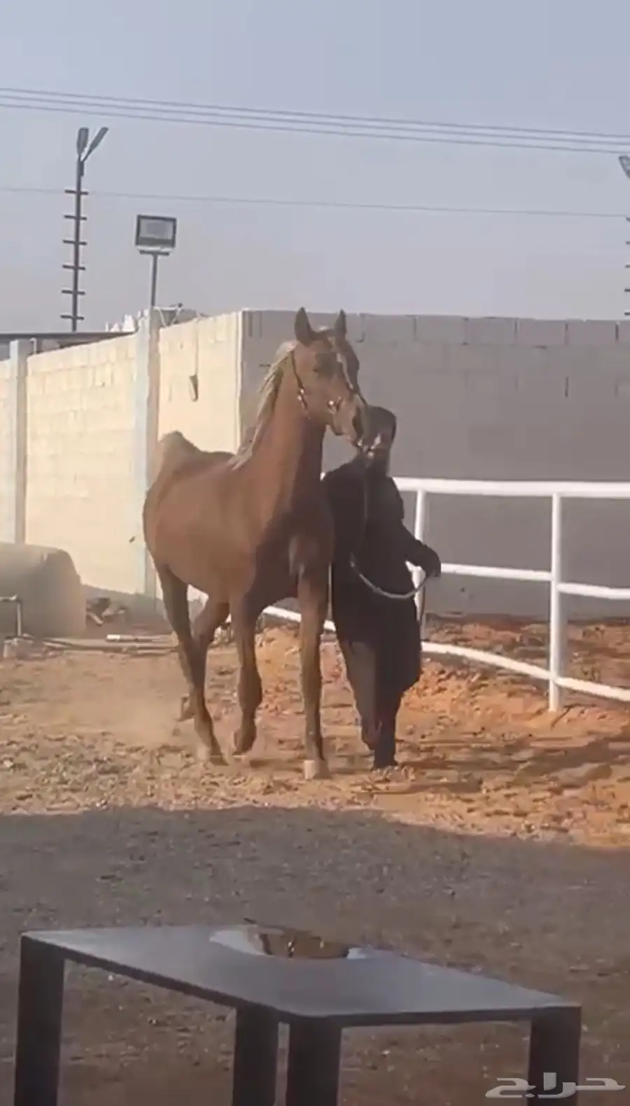 فرس مصرية للقاح 0
