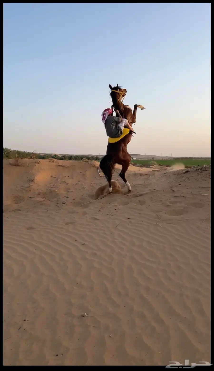 النوع حصان شعبي العمر  سنتين وا سبع اشهور 1