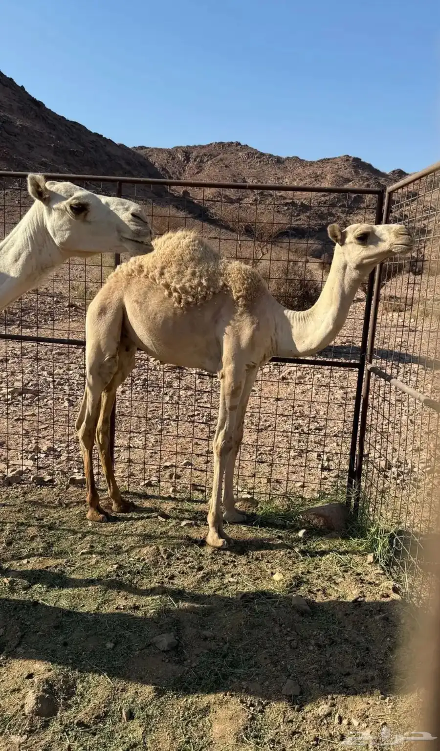 قعود للبيع تحت امه 0