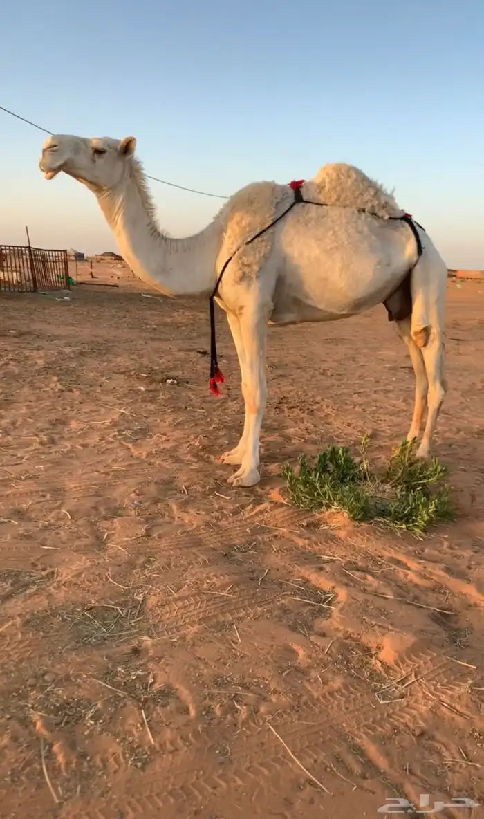 خفوت 0